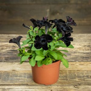 musta kukkainen petunia