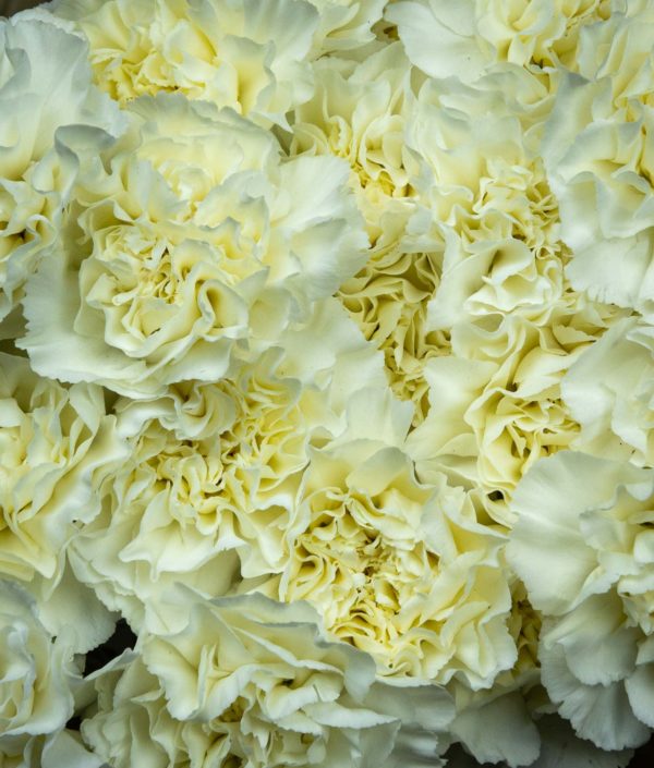 valkoinen neilikan kukka