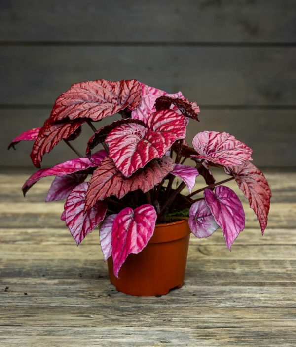 punalehtinen begonia