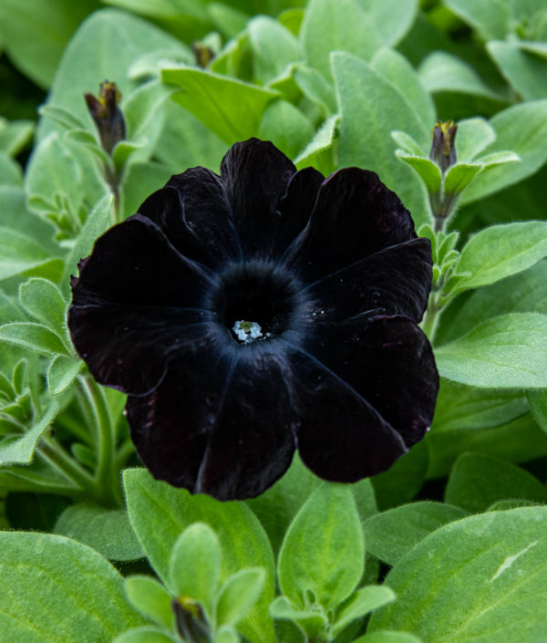 musta petunia