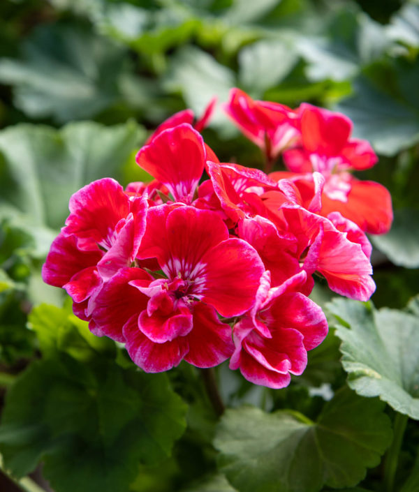 Pelargoni