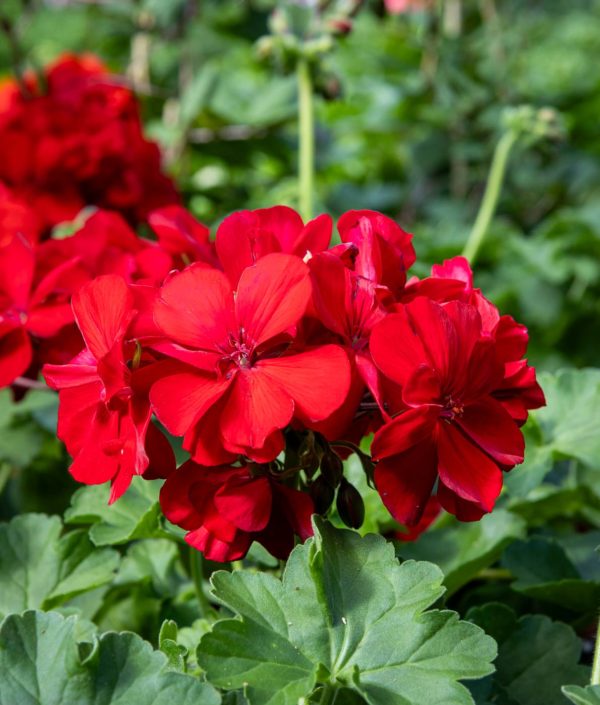 punainen pelargonia