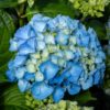 hortensia