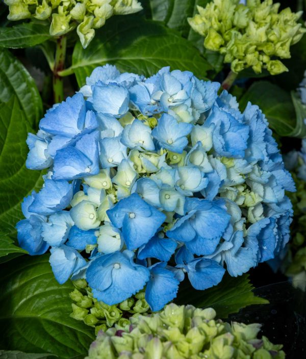 hortensia