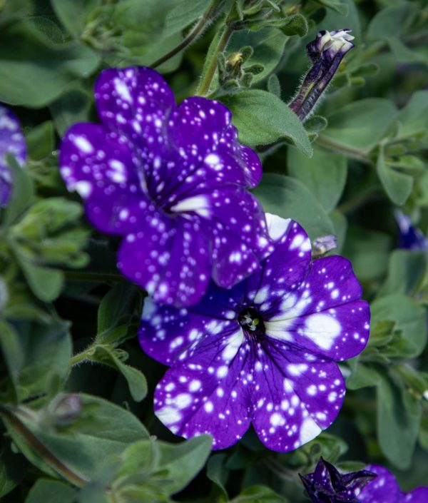 Petunia Amppeli