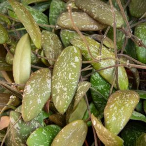 hoya Sigillatis