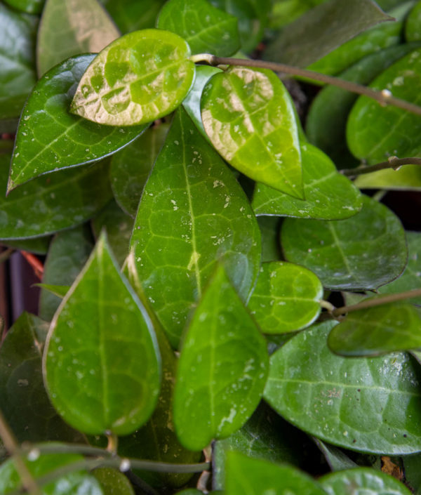 hoya black edge