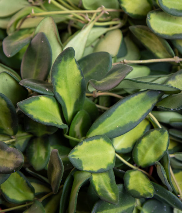 hoya burtonea