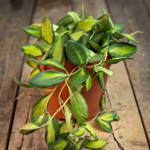 hoya burtonea