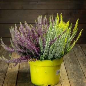 Calluna