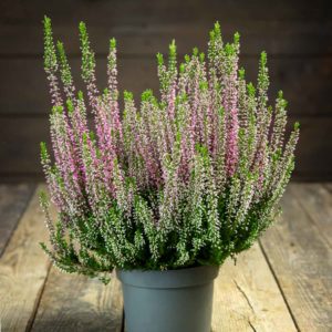 calluna