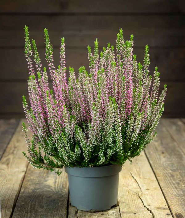 calluna