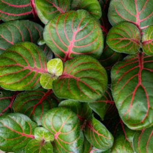 fittonia