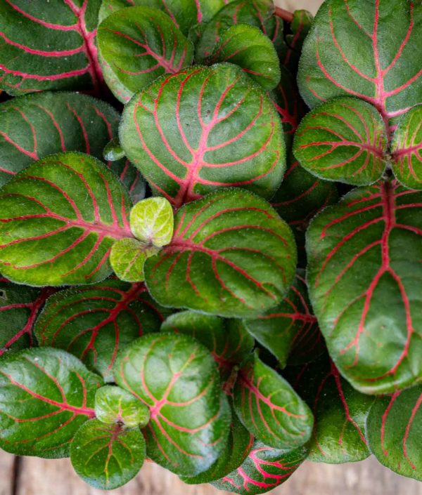 fittonia