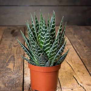 piikikäs aloe