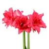 Amaryllis Ballerina