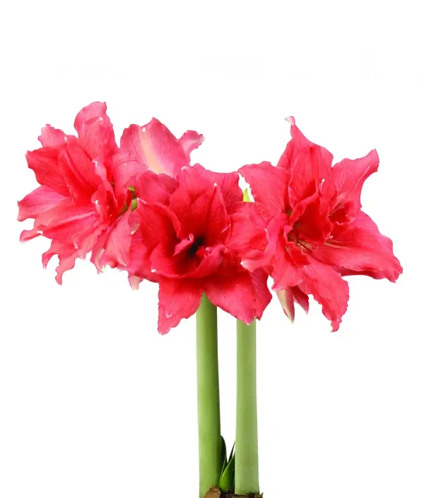 Amaryllis Ballerina