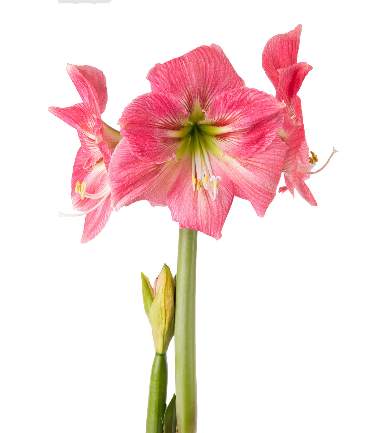 Amaryllis Candy Floss® - Pukinmäen puutarha