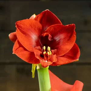 Amaryllis punaisella kukalla