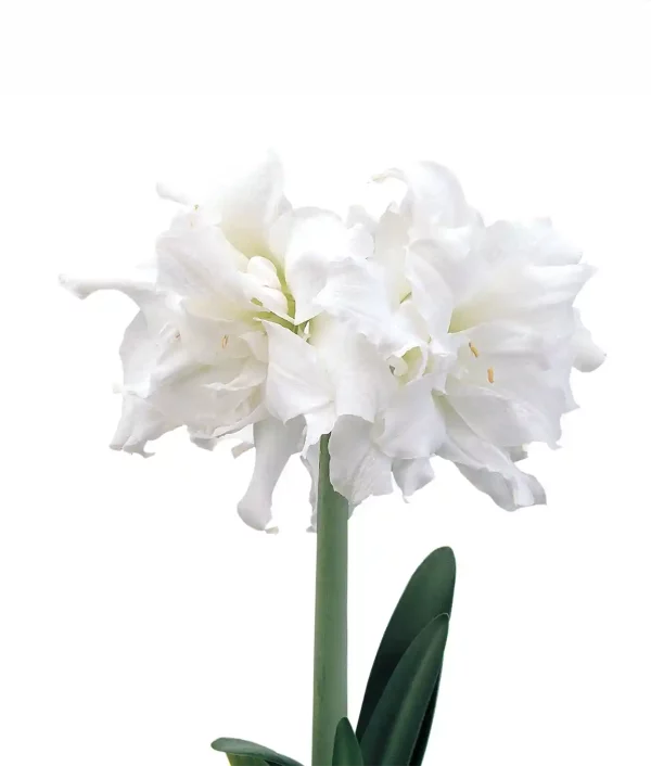 valkokukkainen amaryllis