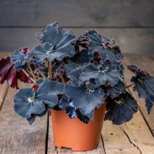 Begonia