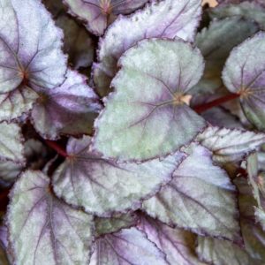 Begonia