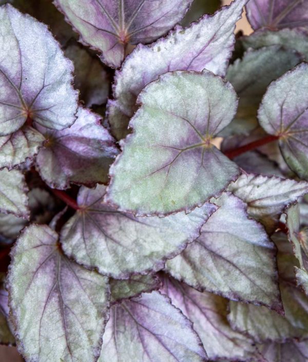 Begonia