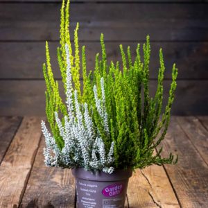 Calluna