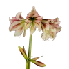 Amaryllis Dragonfly