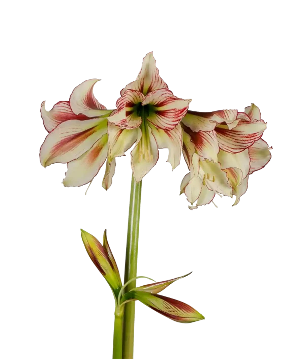 Amaryllis Dragonfly