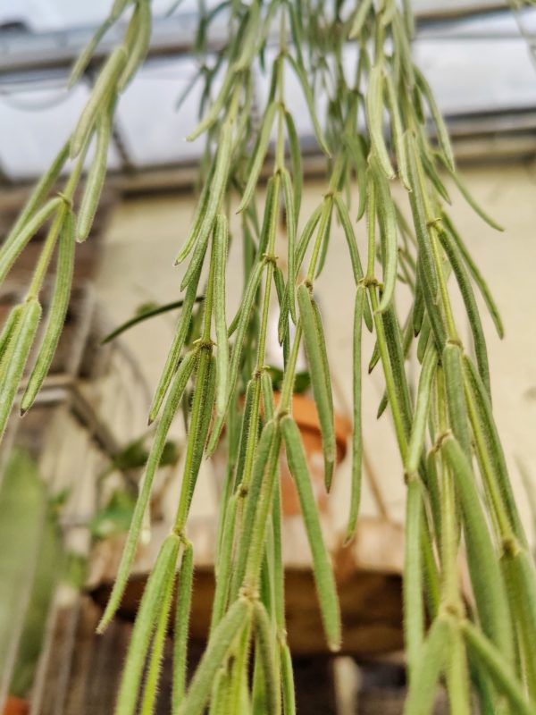 Hoya linearis