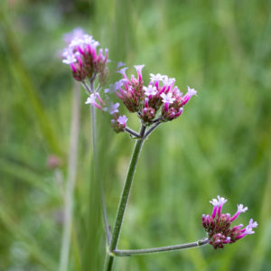 Verbena bonariensis