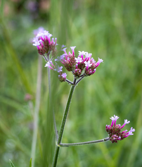 Verbena bonariensis