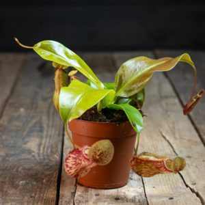 Nepenthes