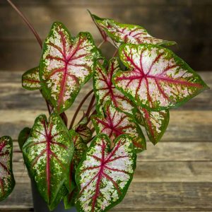 Caladium Tapestry