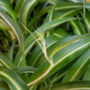 Chlorophytum