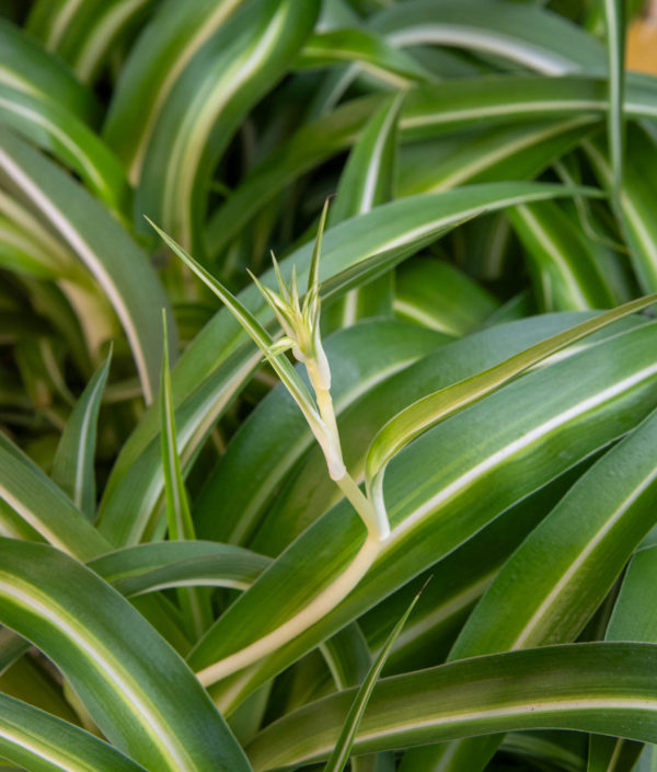 Chlorophytum