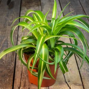 Chlorophytum