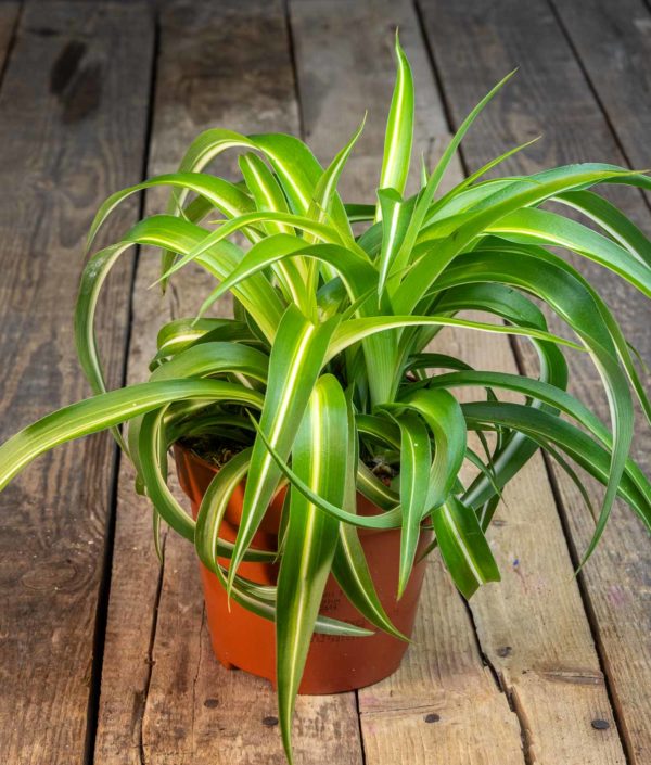 Chlorophytum