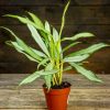 Aglaonema White Lance