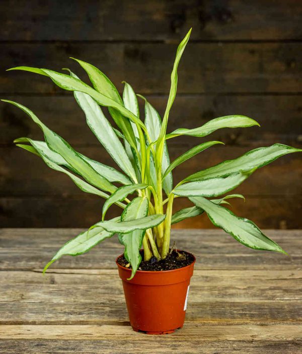 Aglaonema White Lance