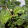 Lippia dulcis