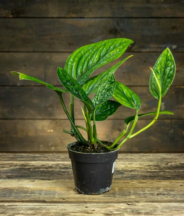 Monstera sp. Peru 'Marble Planet' ruukussa