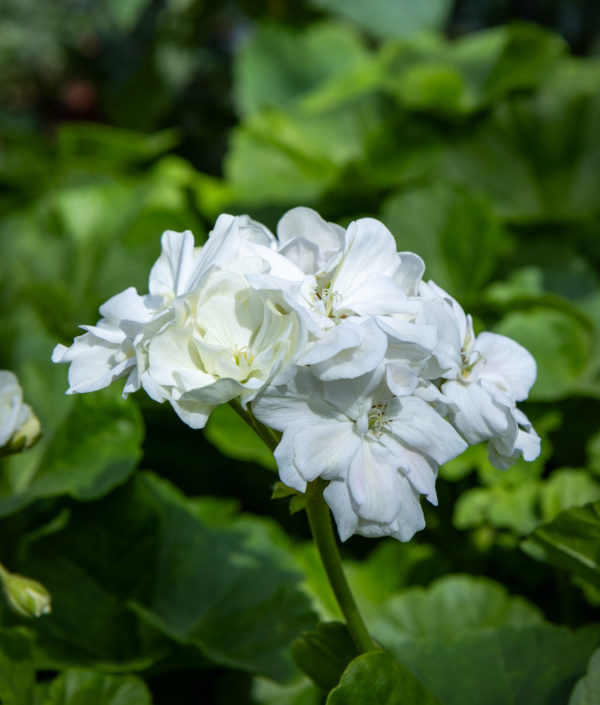 valkoinen pelargonin kukka