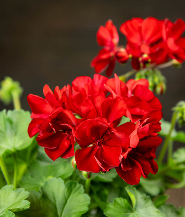 pelargonia amppeli