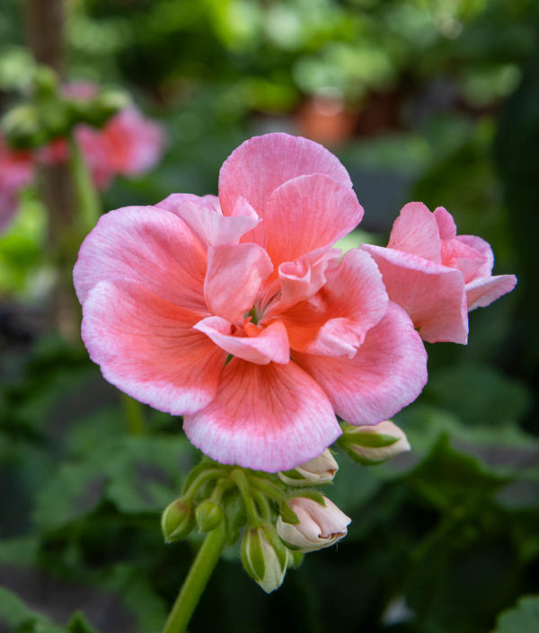 Pelargoni