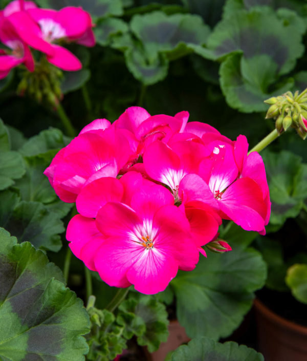 Pelargoni