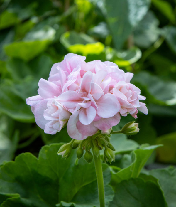 Pelargoni Drottning Ingrid