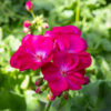 Pelargoni