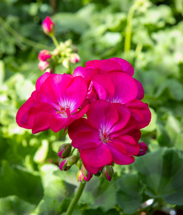 Pelargoni